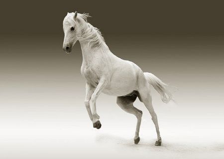 Bild für Kategorie Pferd