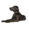 Hunter Halsband Hunting schwarz 55 cm (Hunter)