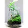ONF Moss Micro Landscape Set (ONF)