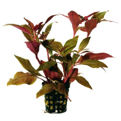 Aquafleur Alternanthera Cardinalis Rot im 5 cm Topf (Aquafleur)