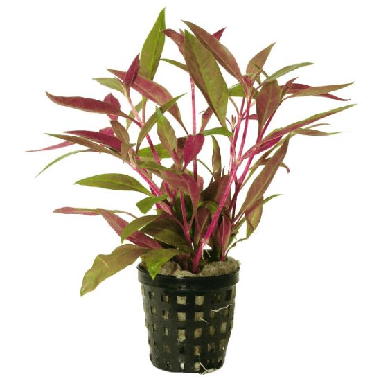 Aquafleur Alternanthera Reineckii Rot im 5 cm Topf (Aquafleur)