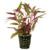 Aquafleur Alternanthera Reineckii Rot im 5 cm Topf (Aquafleur)