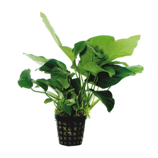 Aquafleur Anubias Barteri Nana Pflanze im 5 cm Topf (Aquafleur)
