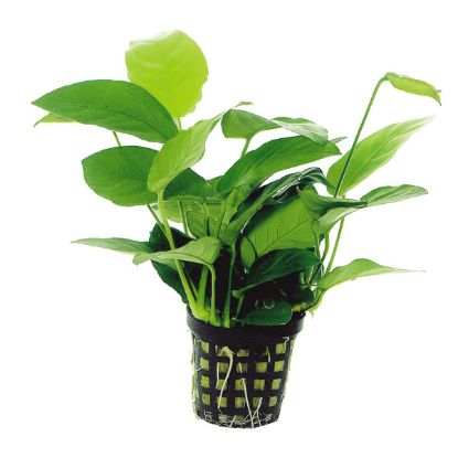 Aquafleur Anubias Nana Pflanze im 5 cm Topf (Aquafleur)