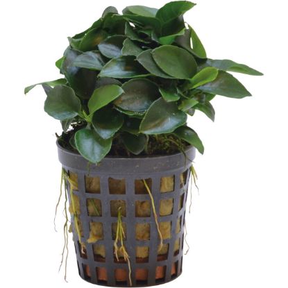 Aquafleur Anubias Nana Bonsai Mini-Pflanze im 5 cm Topf (Aquafleur)