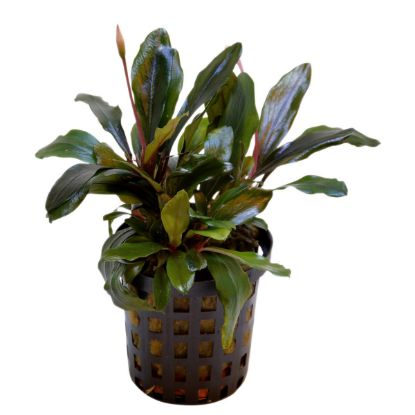 Aquafleur Bucephalandra Theia Pflanze im 5 cm Topf (Aquafleur)