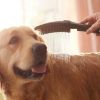 Hansgrohe DogShower 150 Handbrause mit Massagedüsen schwarz (Hansgrohe)