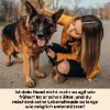 Dog-Native GelenkFit für Hunde, natürliches Gelenkpulver, Gelenk Fit Pulver mit Grünlippmuschel, MSM, Kollagen & Chondroitin für Gelenke & Knochen, 175g (Dog-Native)