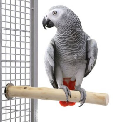 Java Kaffeeholz-Sitzstange, einseitig montierbar (Java)