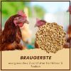 Supravit Braugerste - Ergänzungsfutter für Hühner und Tauben - energiereiches Zusatzfutter liefert wertvolle Kohlenhydrate - leicht verdaulich und gut verträglich 25 kg (Supravit)