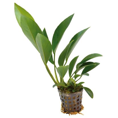 Aquafleur Anubias Congensis Pflanze im 5 cm Topf (Aquafleur)