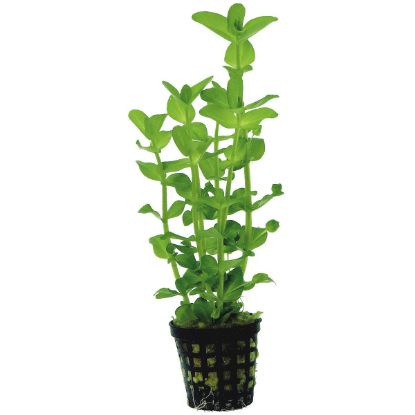 Aquafleur Bacopa Amplexicaulis Pflanze im 5 cm Topf (Aquafleur)