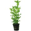 Aquafleur Bacopa Amplexicaulis Pflanze im 5 cm Topf (Aquafleur)