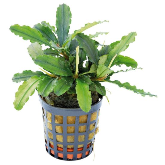 Aquafleur Bucephalandra Theia Grün im 5 cm Topf (Aquafleur)