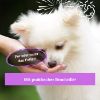 BeG Buddy Coolness-Drops, unterstützt Beruhigung Hund mit Baldrian - Relax / Angst 90g (BeG Buddy)